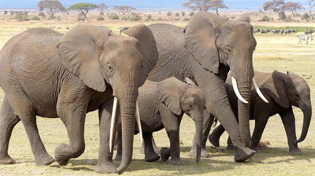 Elephants are led by the oldest female in the group (team captain) called a Matriarch who decides when the herd (team) moves and how often every day.