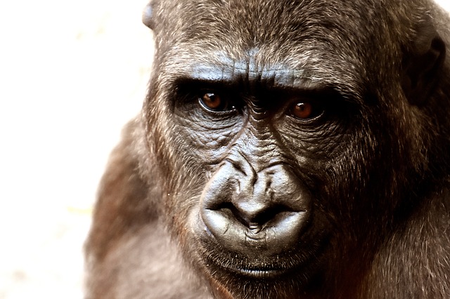 Gorillas are highly intelligent and are known to use sign language to communicate with each other like humans. Sound familiar? How's the communication between you and your setter?