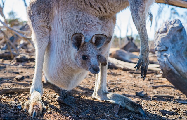 A mother kangaroo carries her baby kangaroo which is called a "joey" in her pouch.