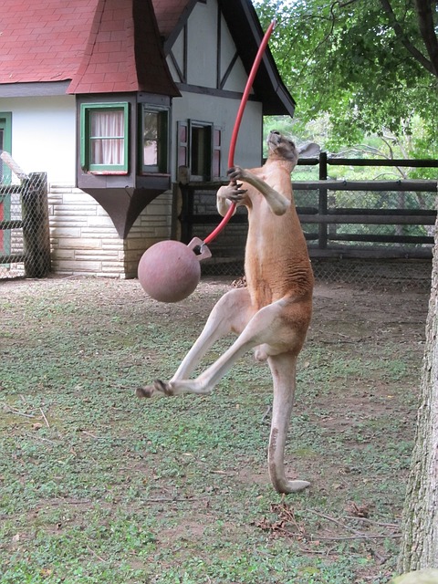 Kangaroos are the largest land animal who hops. In fact hopping is their first choice on how they move from one spot to another