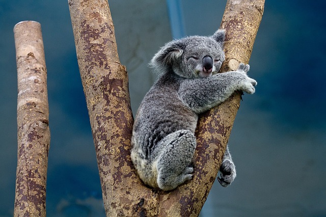 Koala asleep in the fork of the branches of a eucalyptus tree.