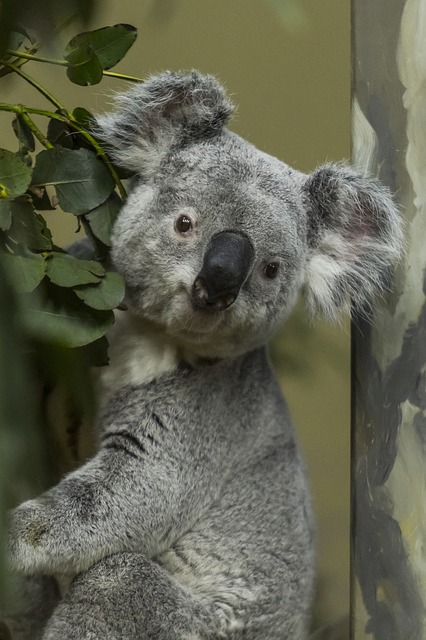 Koalas are only found in Australia and make their living in eucalyptus trees. The koala can consume a kilo of poisonous eucalyptus leaves with no problem.