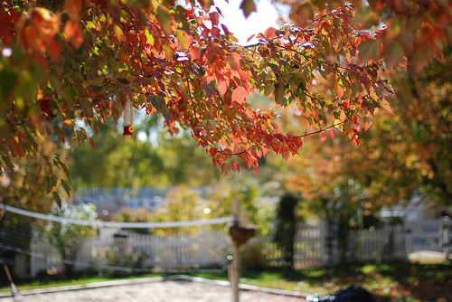 Pictures of volleyball courts: outdoor backyard volleyball court in the fall volleyball court photos by julie
