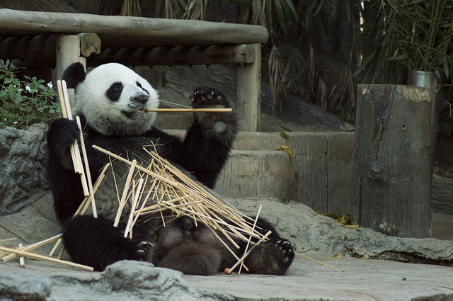 Pandas have meat eating teeth but they primarily consume bamboo and on occasion they eat fruit.