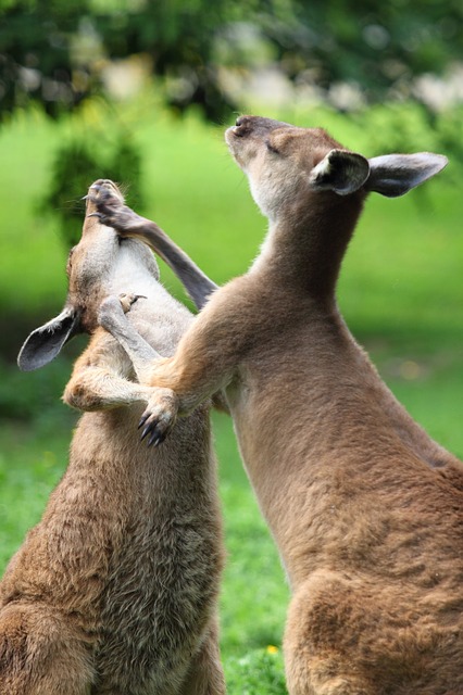 When they fight kangaroos are known to punch and to kick.