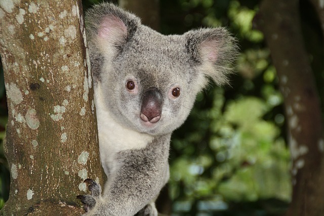 Koalas are a symbol of Australia wildlife.