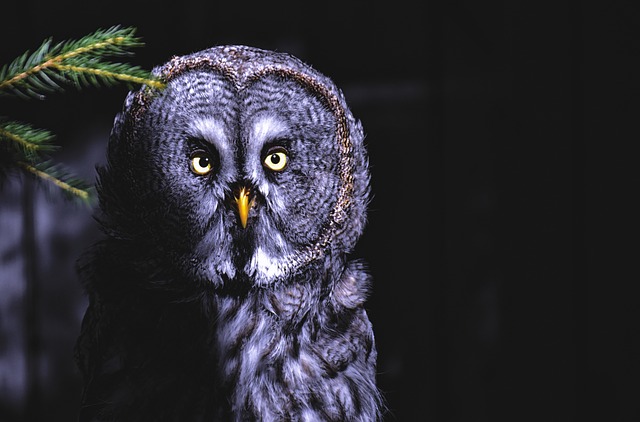 The Bart owl at night