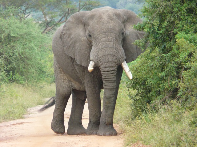 Elephant print t shirt design - Females are the leaders and the oldest female in the group (team captain) called a Matriarch decides when the herd (team) moves and how often every day.