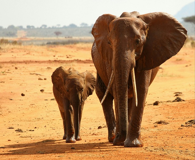 Elephant print t shirt design - Get to know more about elephants - An elephant's pregnancy lasts 22 months.