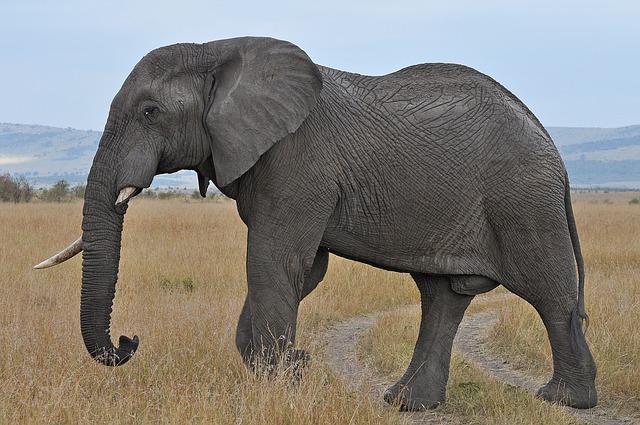 Elephant print t shirt design - Did you know that elephants are right tusked or left tusked just like humans are right handed or left handed?