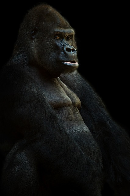 Gorillas are the largest species of primates with the males often being twice as large as the females.