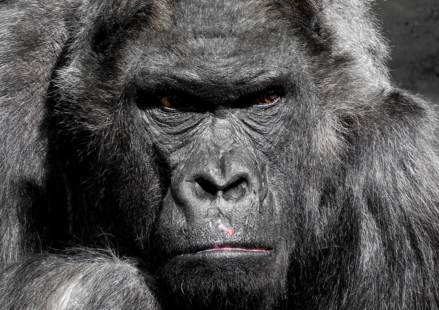 Gorilla male Silveraback. Gorillas are usually passive and calm (offense) but when the dominant male feels threatened he will defend his team (defense).