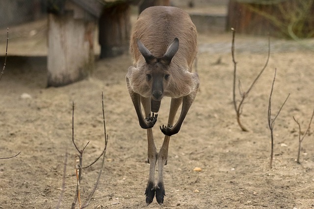 Kangaroos are amazing creatures with natural athletic ability. Not only can they jump high but they run fast...reaching speeds of up to 50mph a row can outrun some racehorses.