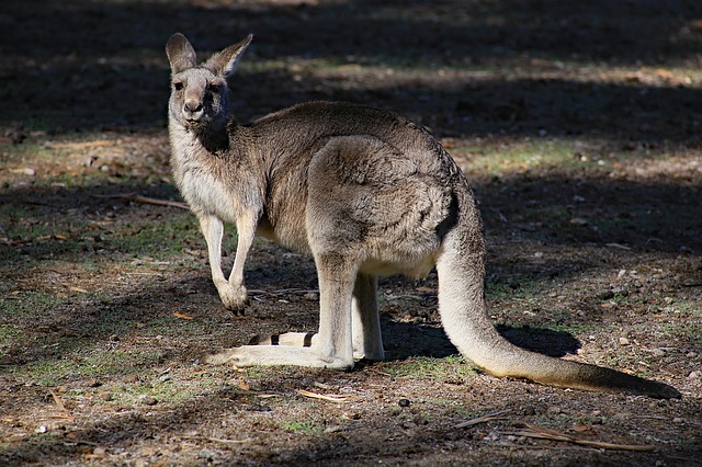 Kangaroos cannot walk backwards only forwards.