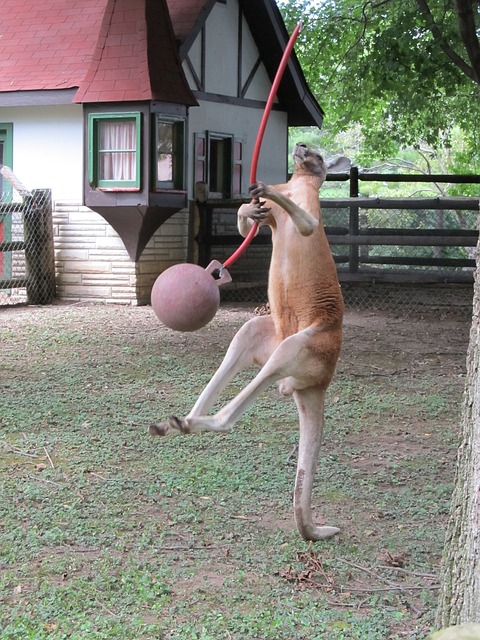 This 'heel-toe' action is similar to how I train my outside hitters which is to remind them to "attack the last two steps of their spike approach) in order to gain more explosive power with their vertical jump in hopes of increasing their vertical which allows them to reach as high as possible before attacking the ball.