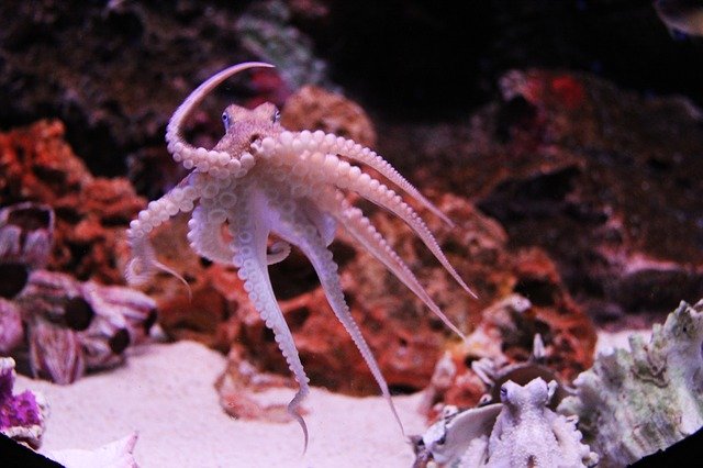 An octopus will often choose to walk instead of swim because its less stressful on his/her heart.