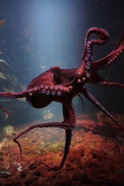 Of all the invertebrates in the world, the octopus is considered to be one of the most intelligent.