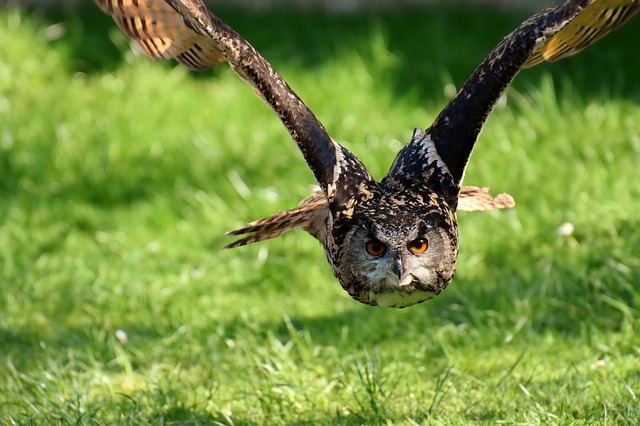 An owl in flight in attack mode
