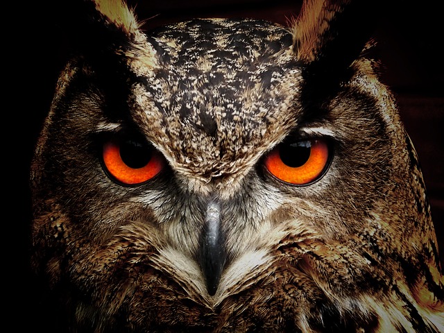 An owl can hide in plain sight. Do you know any hitters like that who can be right in front of you one minute in serve receive and the next minute in attack they disappear and are somewhere else?