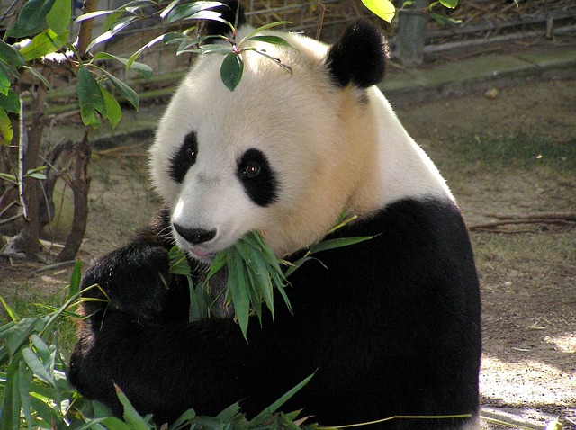 An adult panda spends 14 hours a day eating between 12 - 35 kilos of bamboo a day! That's about 30 ponds a day..that's  alot.