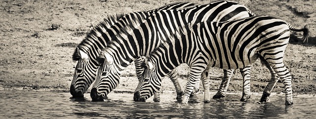 Zebras drinking water