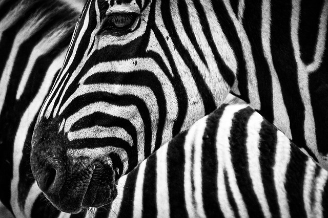 Zebra closeup